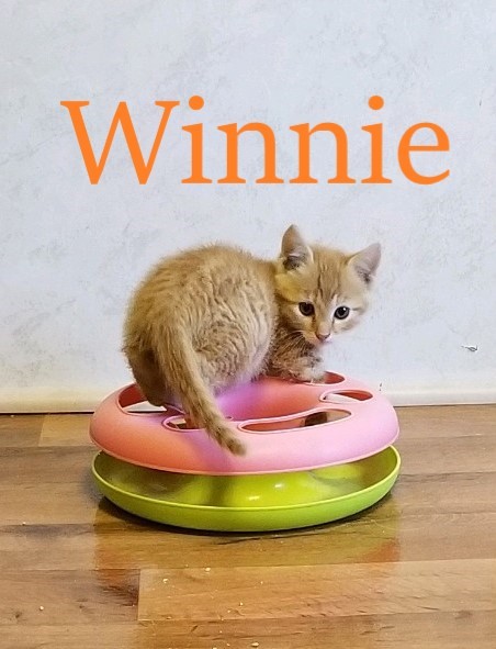 Winnie (Lori's foster) 2