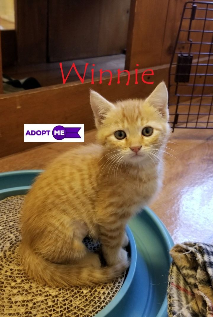 Winnie (Lori's foster) 3