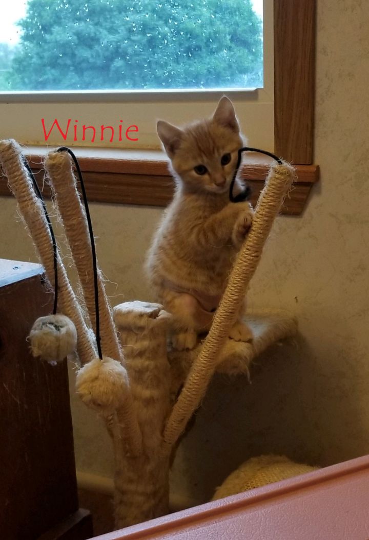 Winnie (Lori's foster) 4