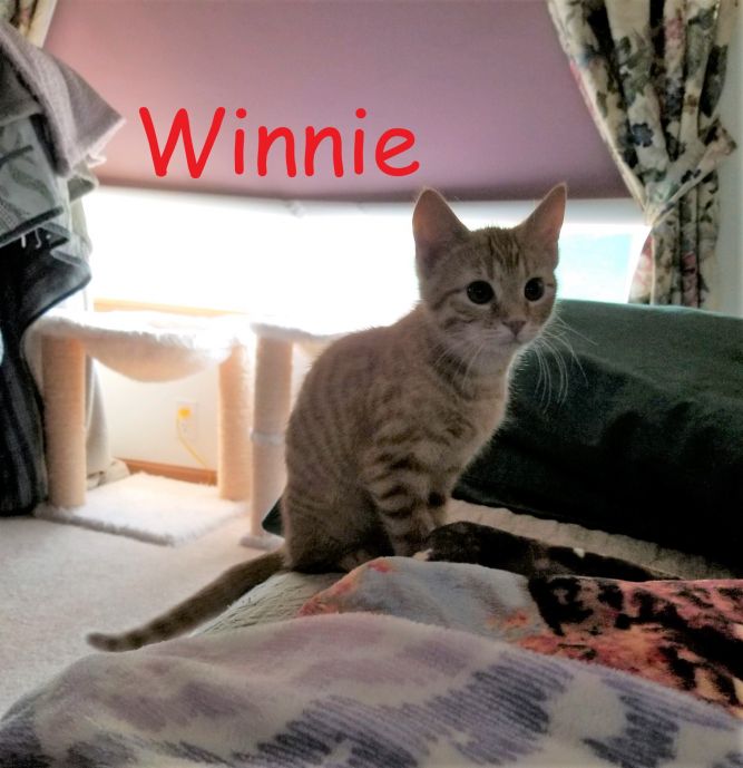 Winnie (Lori's foster)