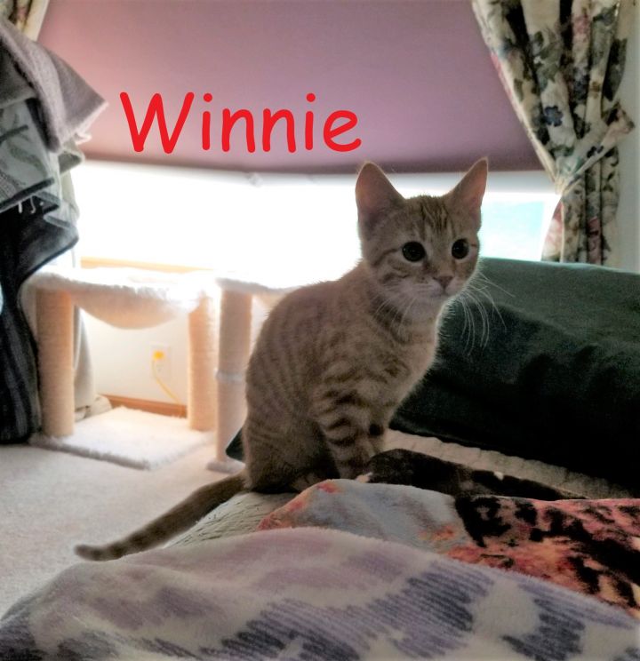 Winnie (Lori's foster) 1