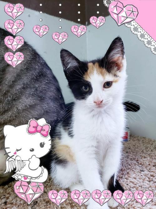 Cat For Adoption Pinch A Calico Domestic Short Hair Mix In