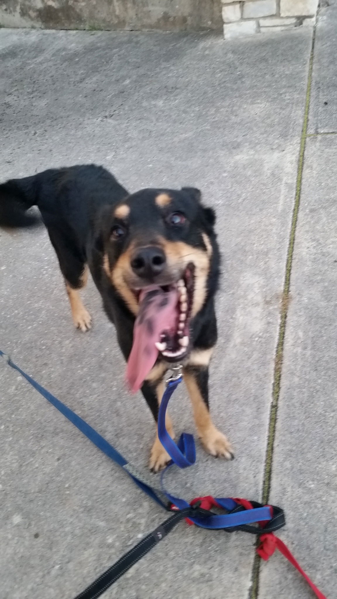 Hudson, an adoptable Border Collie, German Shepherd Dog in San Antonio, TX, 78217 | Photo Image 1