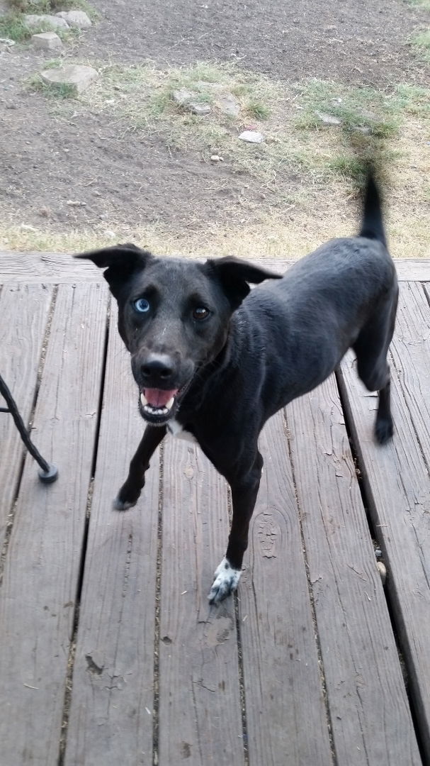 Milan, an adoptable Border Collie, German Shepherd Dog in San Antonio, TX, 78217 | Photo Image 1