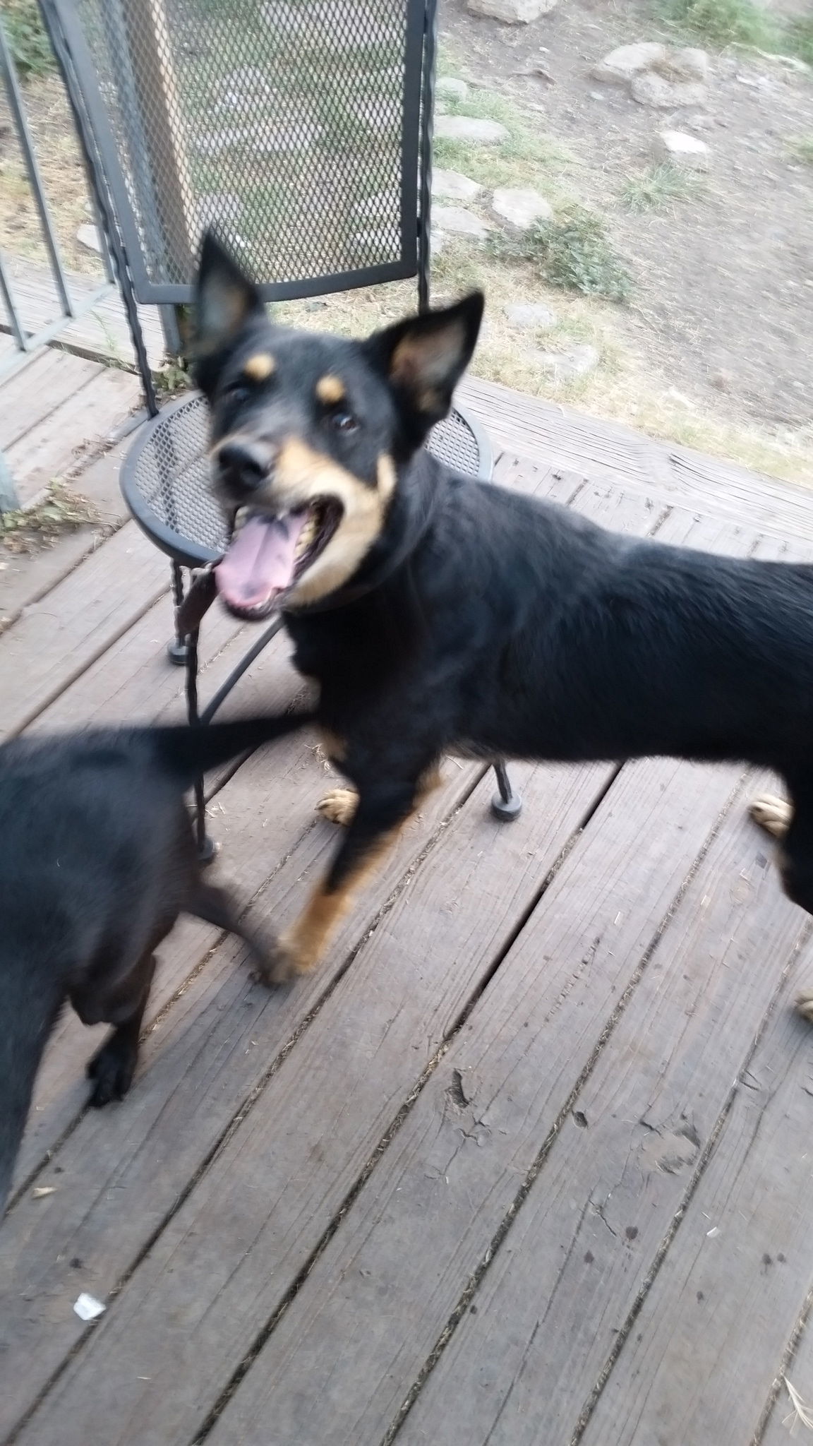 Hudson, an adoptable Border Collie, German Shepherd Dog in San Antonio, TX, 78217 | Photo Image 1