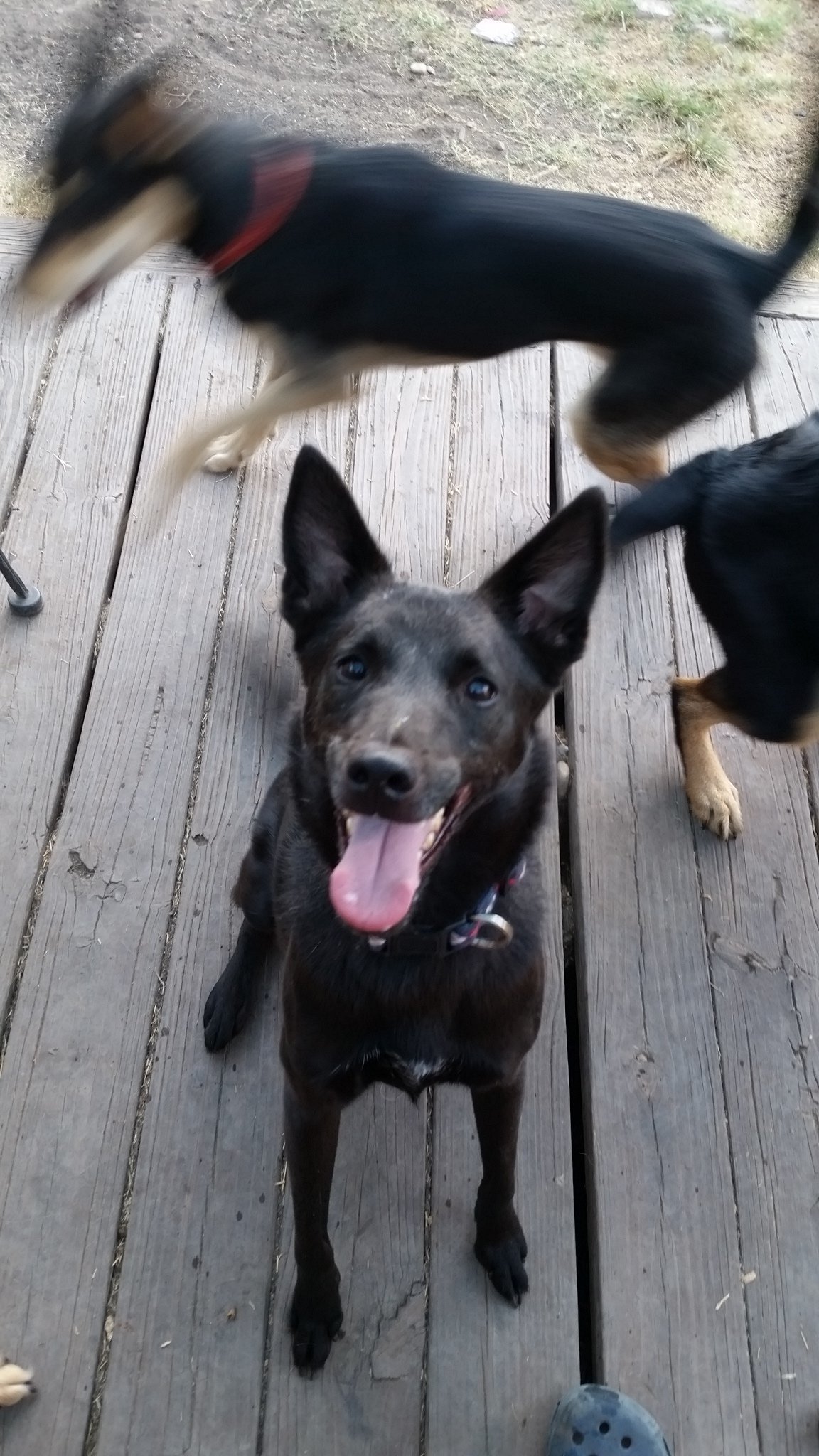 Peter Parker, an adoptable Border Collie, German Shepherd Dog in San Antonio, TX, 78217 | Photo Image 1