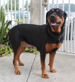 Gulfstream rottweiler rescue cheap