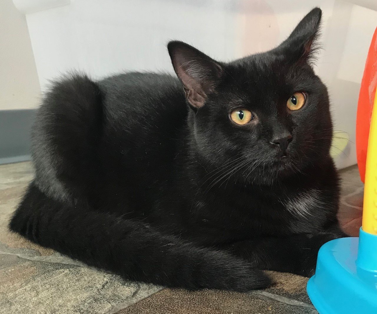 Cinder, an adoptable Domestic Short Hair in Sistersville, WV, 26175 | Photo Image 1