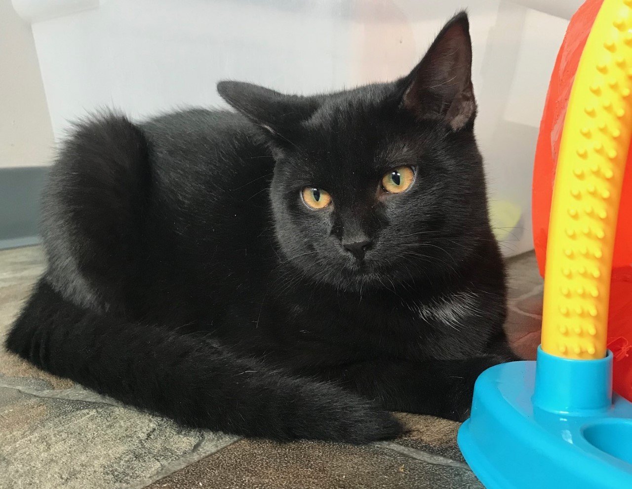 Cinder, an adoptable Domestic Short Hair in Sistersville, WV, 26175 | Photo Image 2
