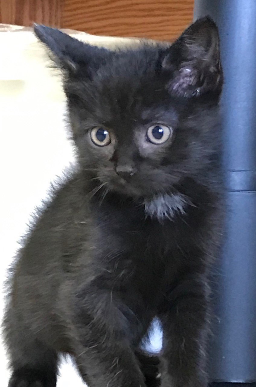 Cinder, an adoptable Domestic Short Hair in Sistersville, WV, 26175 | Photo Image 3