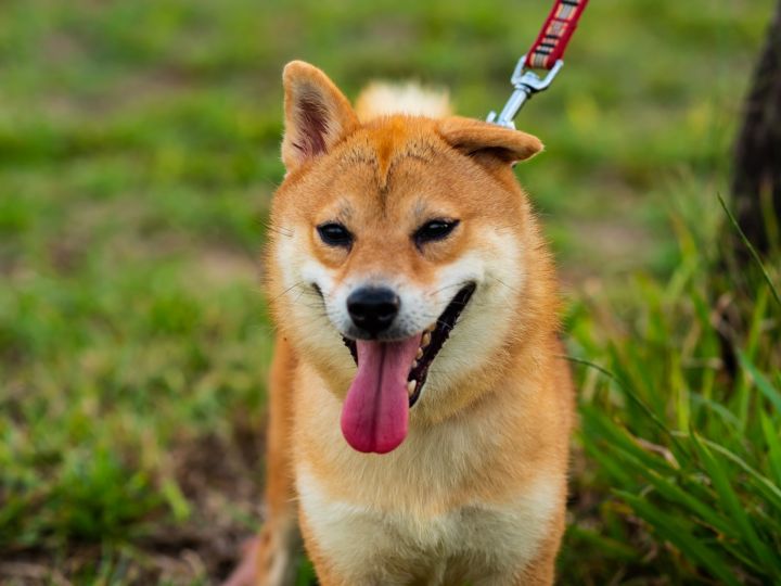 Dog For Adoption Shinny A Shiba Inu In Vancouver Bc