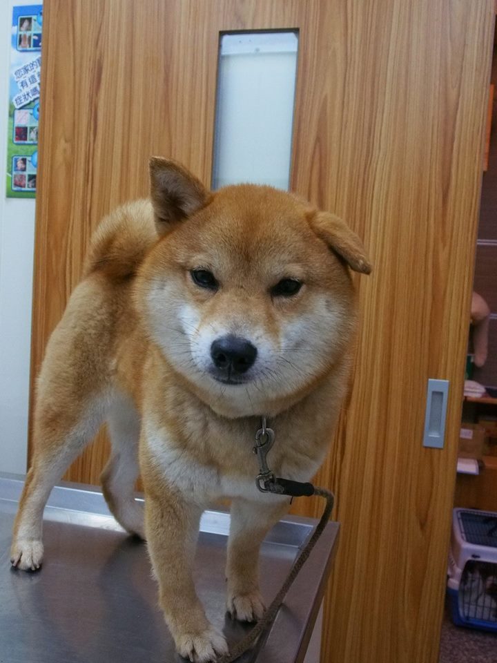 Dog For Adoption Shinny A Shiba Inu In Vancouver Bc