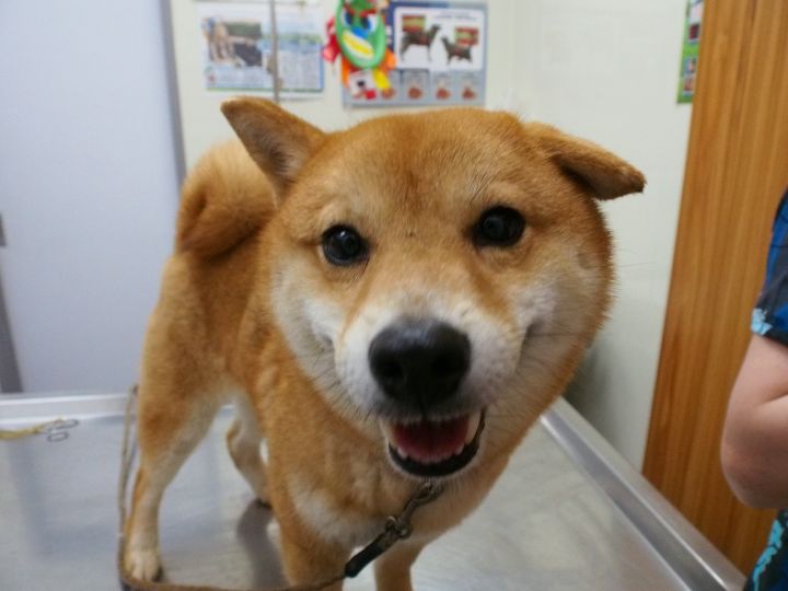 Dog For Adoption Shinny A Shiba Inu In Vancouver Bc