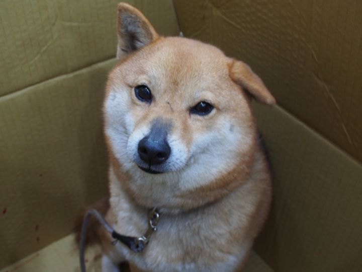 Dog For Adoption Shinny A Shiba Inu In Vancouver Bc