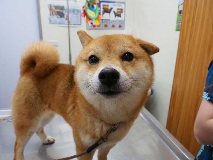 Dog For Adoption Shinny A Shiba Inu In Vancouver Bc