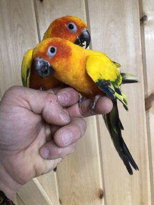 LGR Sun Conures