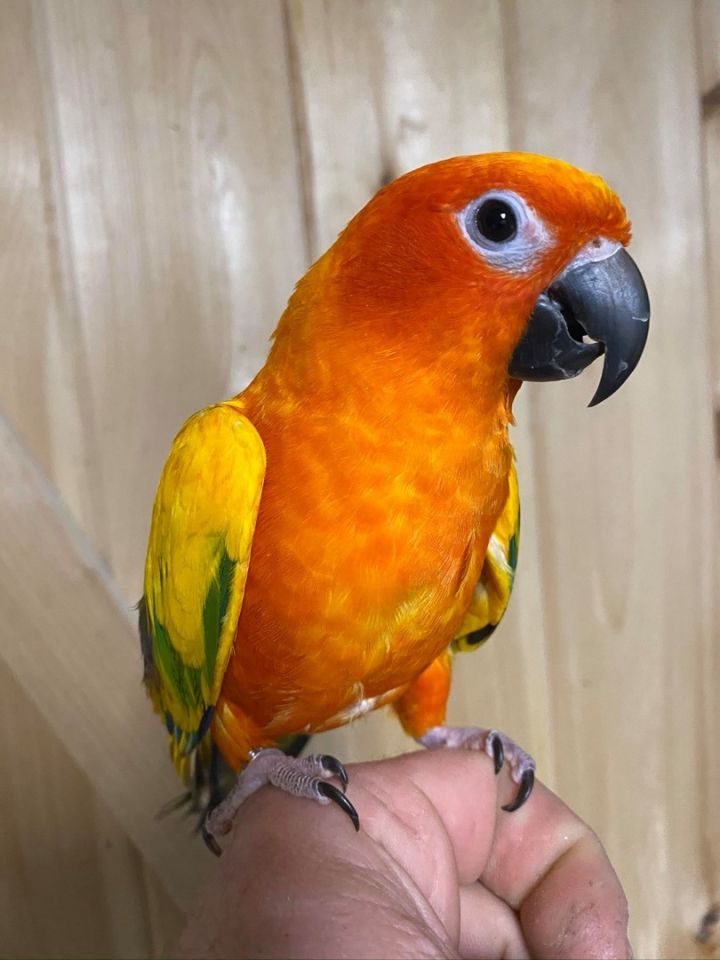 Sun conure hot sale as pets