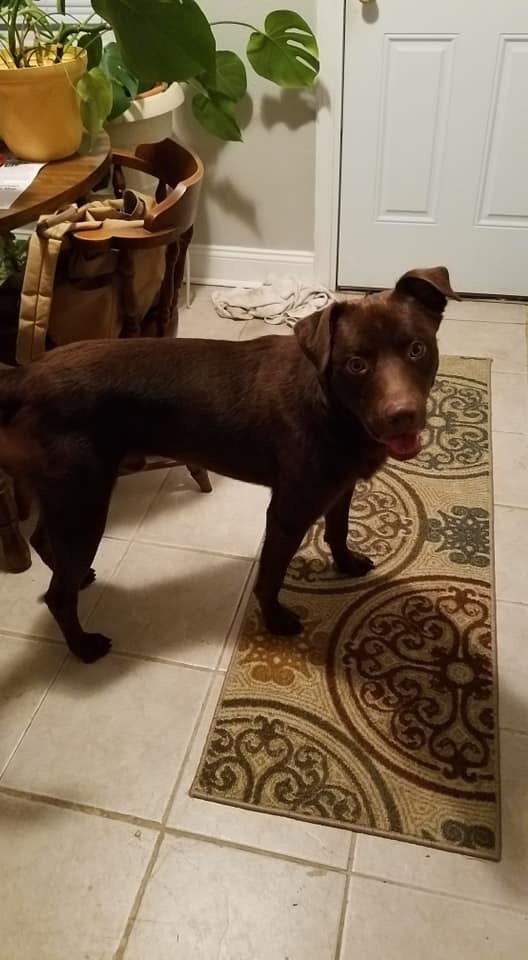 55+ Border Collie Chocolate Lab Mix Puppies l2sanpiero