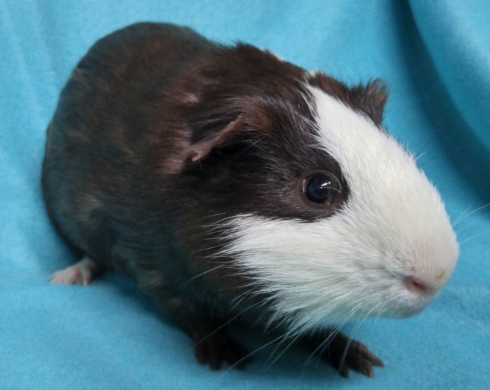 Guinea Pig For Adoption Alfie A Short Haired In Griffith In