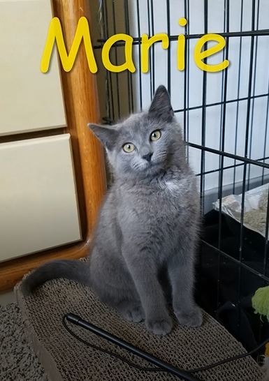 Marie (Kailee's foster)