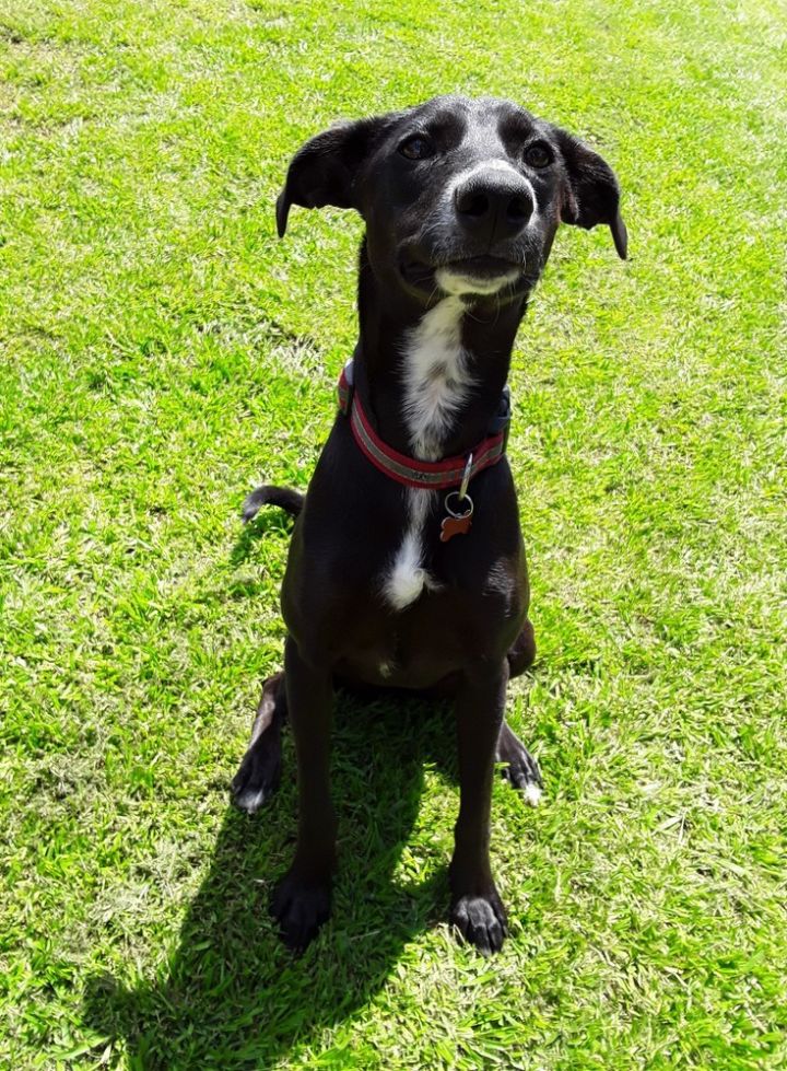 Wonderbaar Dog for adoption - Clara, a Greyhound & Border Collie Mix in SP-64