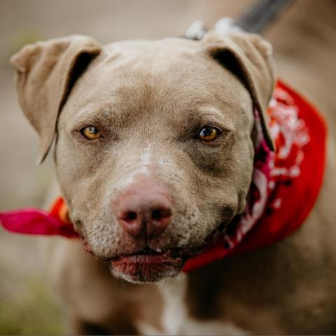 Miss Boss, an adoptable Pit Bull Terrier in Fresno, CA, 93725 | Photo Image 1