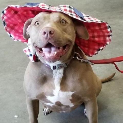 Miss Boss, an adoptable Pit Bull Terrier in Fresno, CA, 93725 | Photo Image 2