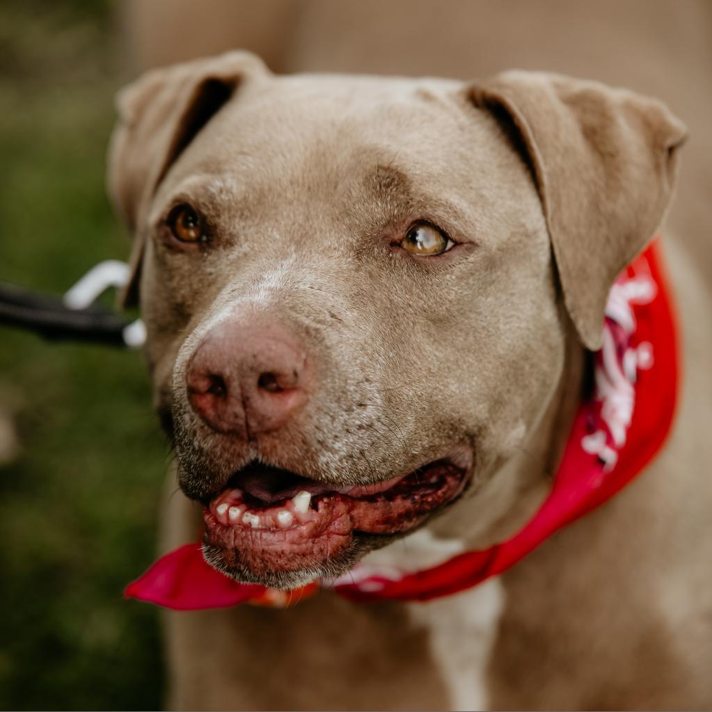 Miss Boss, an adoptable Pit Bull Terrier in Fresno, CA, 93725 | Photo Image 2