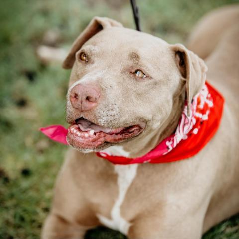 Miss Boss, an adoptable Pit Bull Terrier in Fresno, CA, 93725 | Photo Image 3