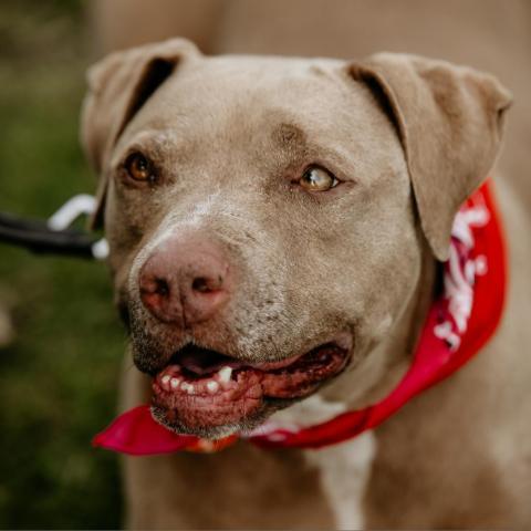 Miss Boss, an adoptable Pit Bull Terrier in Fresno, CA, 93725 | Photo Image 3