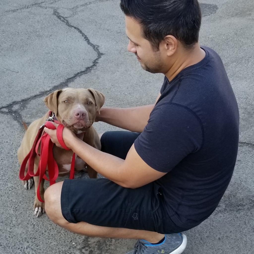 Miss Boss, an adoptable Pit Bull Terrier in Fresno, CA, 93725 | Photo Image 5