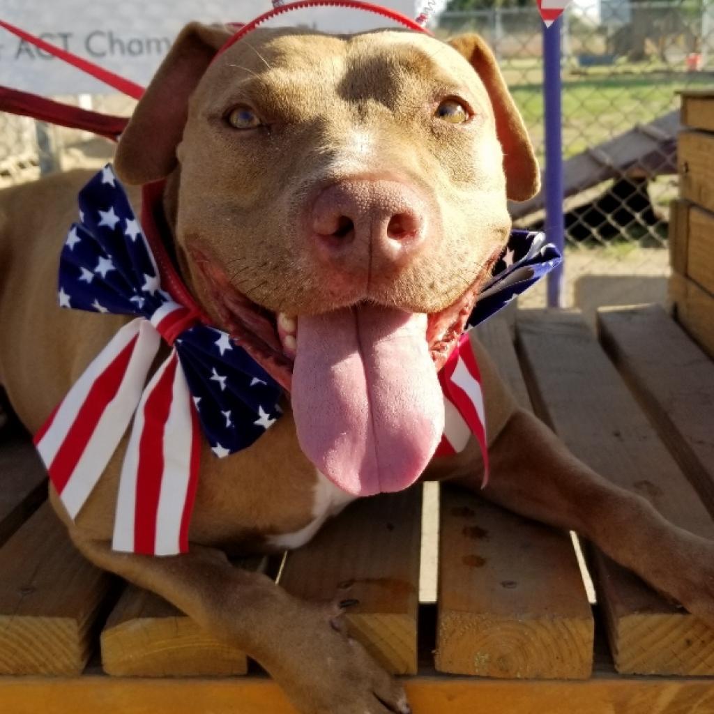 Miss Boss, an adoptable Pit Bull Terrier in Fresno, CA, 93725 | Photo Image 6