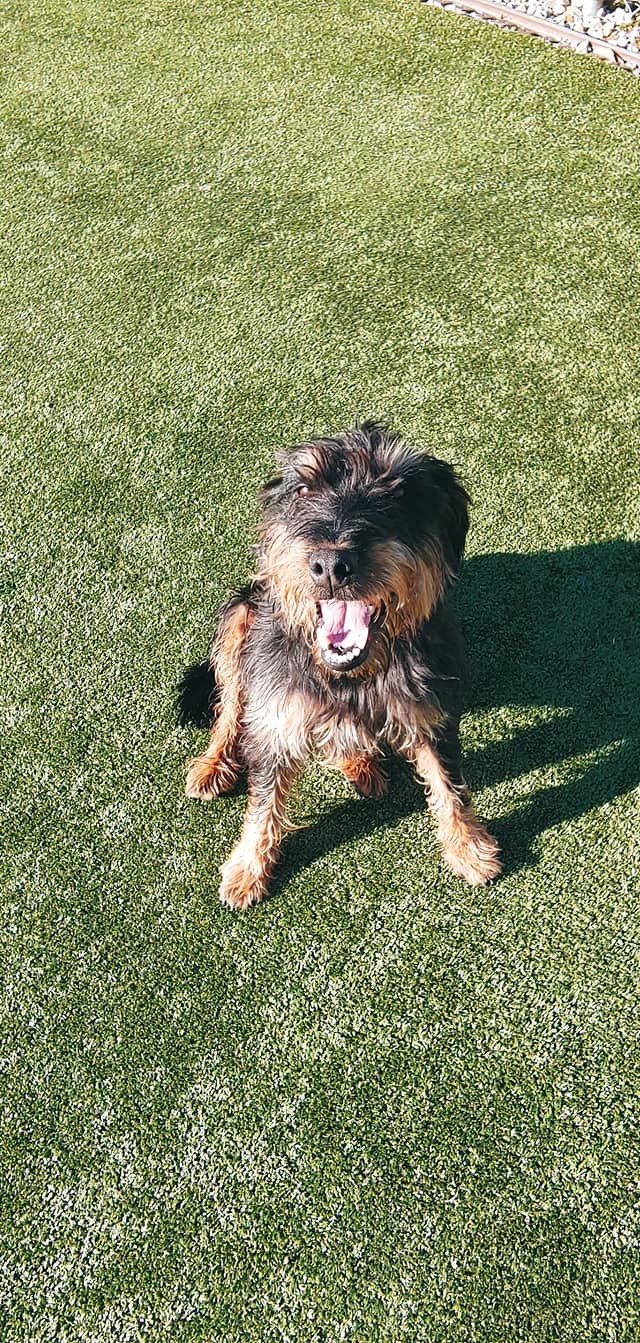 Ollie, an adoptable Terrier in Godfrey, IL, 62035 | Photo Image 3