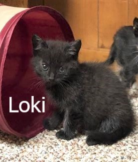 Loki (Wendy's foster)
