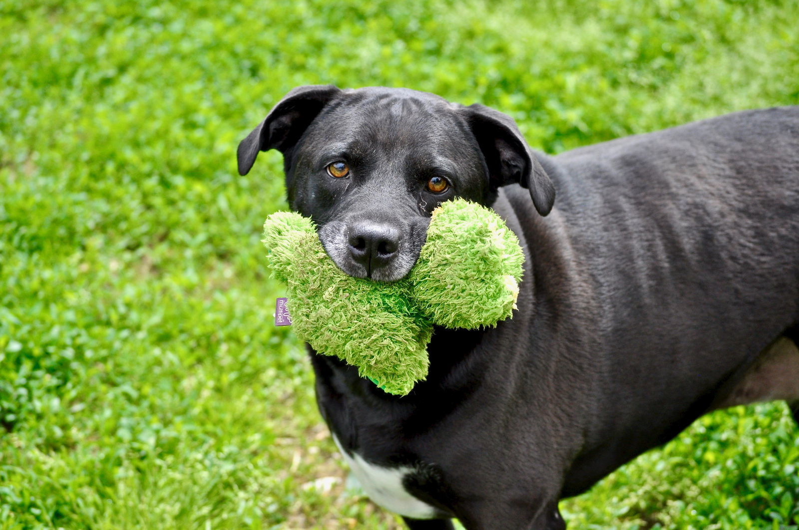 Tippy, an adoptable Labrador Retriever in Poland, IN, 47868 | Photo Image 1