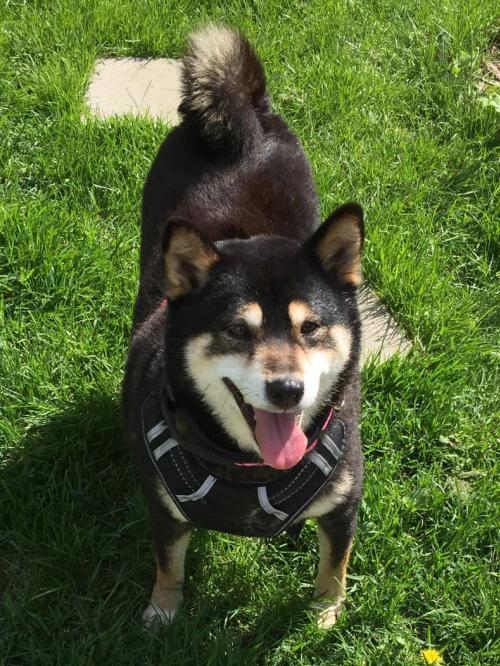 Dog For Adoption Lotus A Shiba Inu In Saint Louis Park