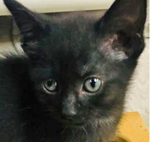 Faded Glory, an adoptable Domestic Medium Hair in Portsmouth, OH, 45662 | Photo Image 2