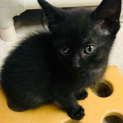 Faded Glory, an adoptable Domestic Medium Hair in Portsmouth, OH, 45662 | Photo Image 3