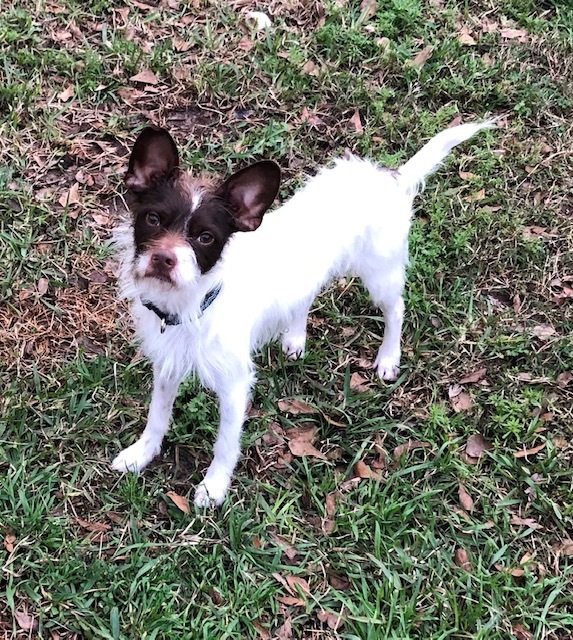 Dog For Adoption Ranger A Wirehaired Terrier Jack Russell
