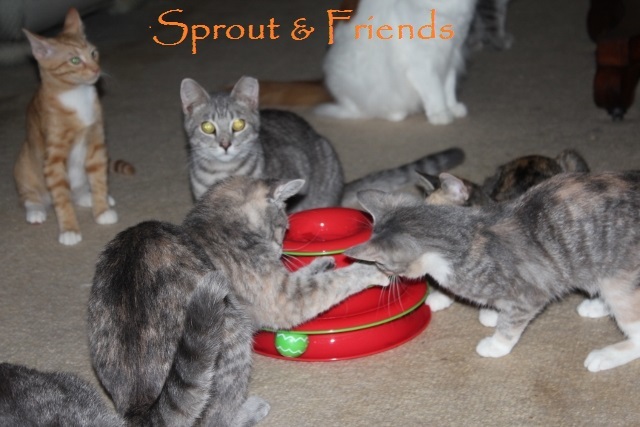 Sprout, an adoptable Tabby, Domestic Short Hair in Rohrersville, MD, 21779 | Photo Image 2