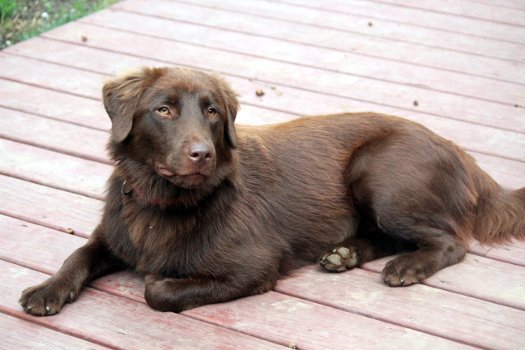 Dog For Adoption Dakota A Chesapeake Bay Retriever Australian Shepherd Mix In Bedford Hills Ny Petfinder