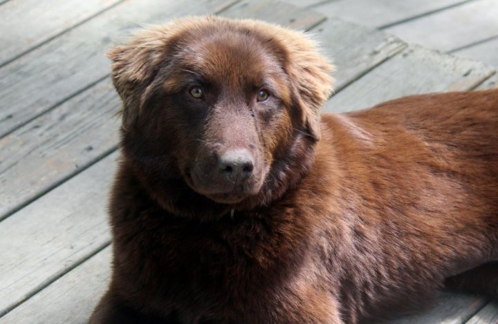 Dog For Adoption Dakota A Chesapeake Bay Retriever Australian Shepherd Mix In Bedford Hills Ny Petfinder