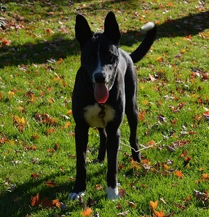 Dog For Adoption Woody A Great Dane Akita Mix In Erie