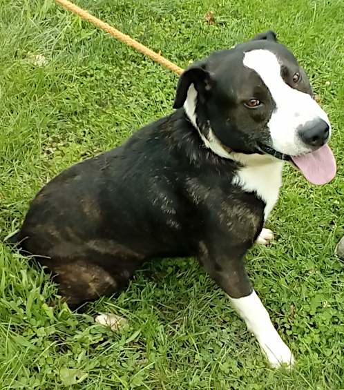 Verbazingwekkend Dog for adoption - Bandit, an American Bulldog & Border Collie Mix AB-61