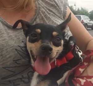 . Burt Tricolor Chi chi .