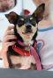 . Burt Tricolor Chi chi .