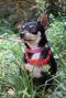 . Burt Tricolor Chi chi .