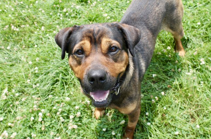 Joplin, an adoptable Rottweiler Mix in Lake Odessa, MI