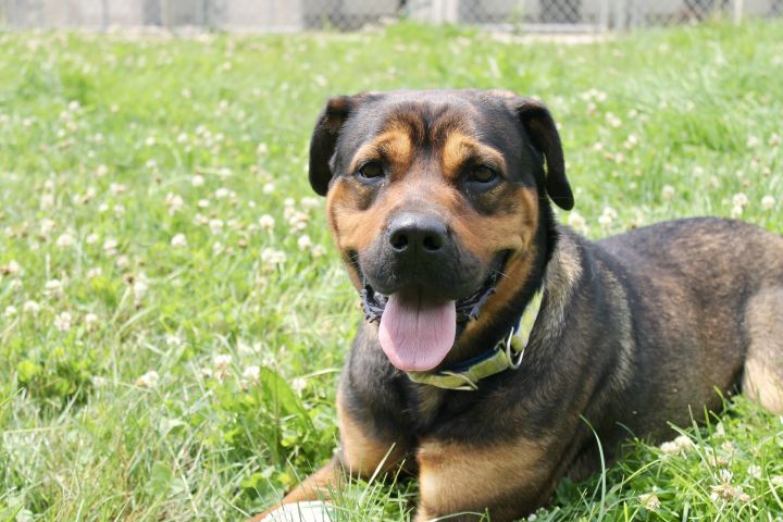 Joplin, an adoptable Rottweiler Mix in Lake Odessa, MI