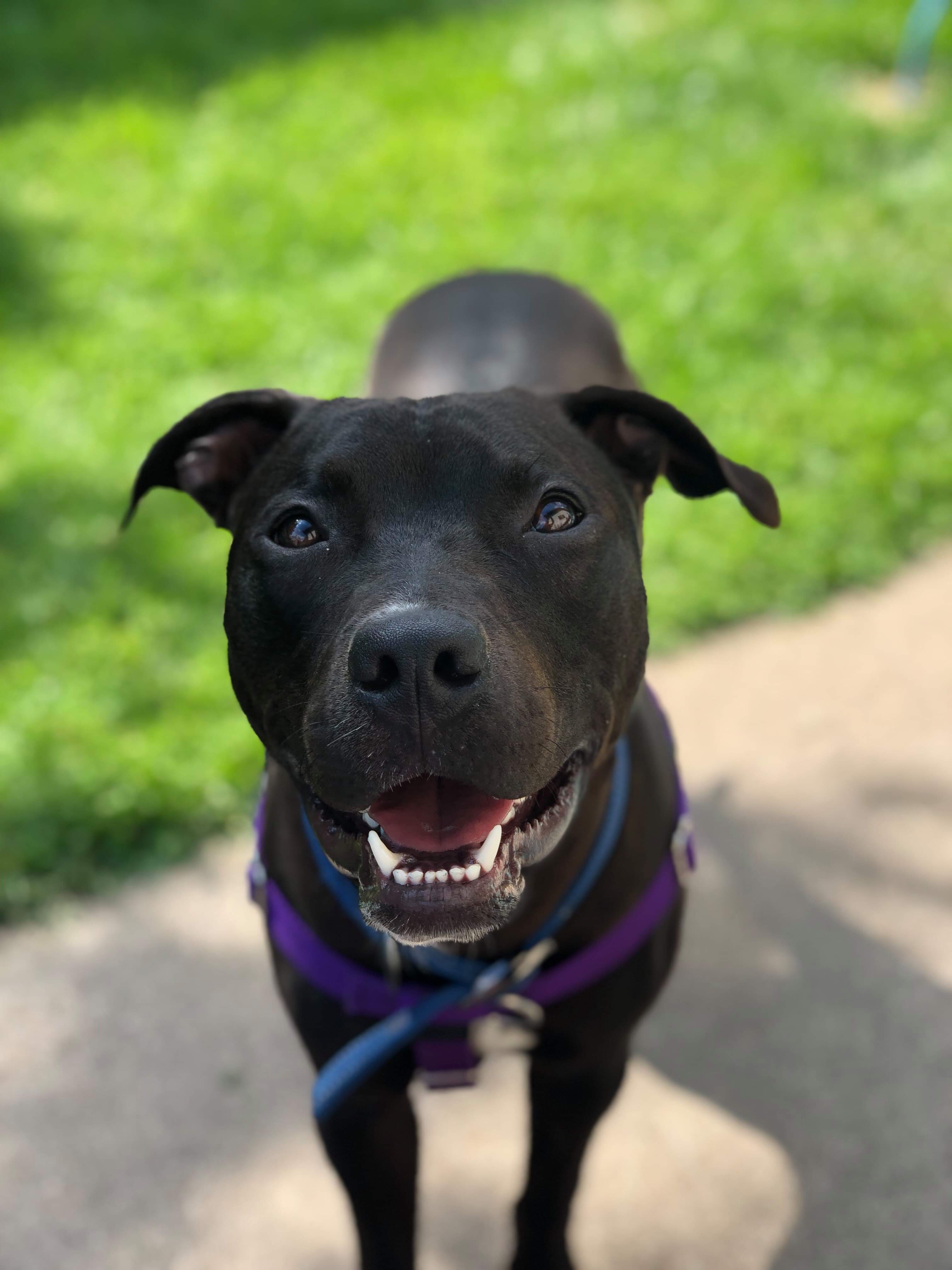 Tank FOSTER NEEDED, an adoptable American Staffordshire Terrier in Minneapolis, MN, 55430 | Photo Image 5